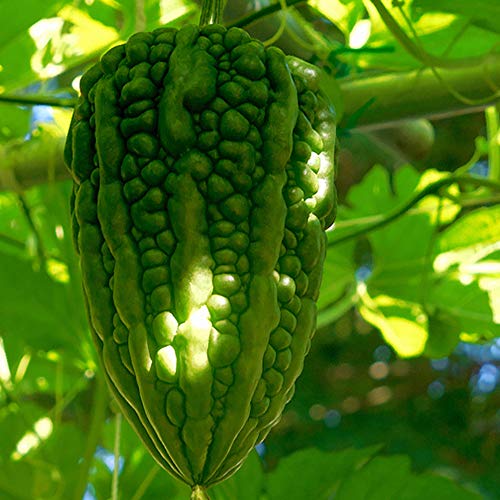 ＩＴＡＮＳＥ 肉厚サラダゴーヤの苗(苦みマイルド！楽々多収穫！NEWタイプゴーヤー)【野菜苗 3号 自根苗/2個セット】青果物としての流通はまだほとんど無く、家庭菜園で作るしかない品種。今までにないイボ無しタイプのツルっとしたなめらかな果皮のゴーヤーで、果肉は苦味が少なくあっさりとした食味で収穫量も多い豊産種です。なめらかゴーヤーより太短い果形で苦みが少なく肉厚で、食べやすいゴーヤ。のサムネイル