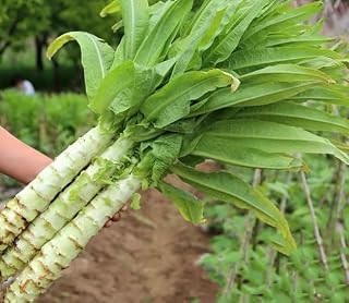 NO-GMO 250 Seeds, Asian Spring Tower Chinese Celtuce Seeds Vegetable Heirloom Seeds