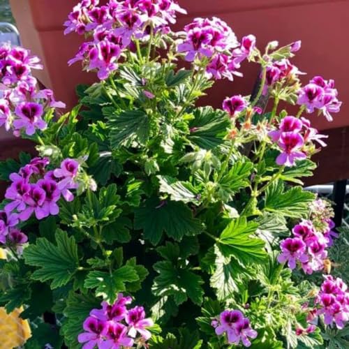 1600 Citronella Plant Seeds for Planting - Non-GMO Mosquito Plant Seeds- Citronella Geranium Seeds Heirloom Garden Perennial Plant
