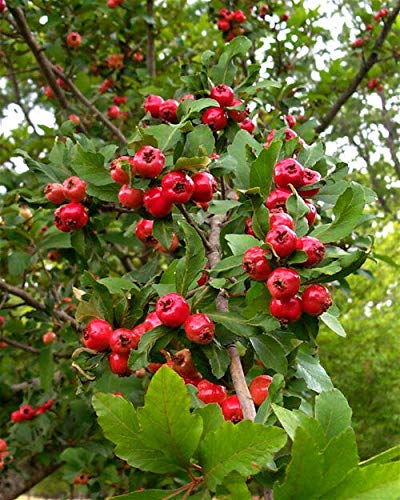 How to bonsai hawthorn seedlings