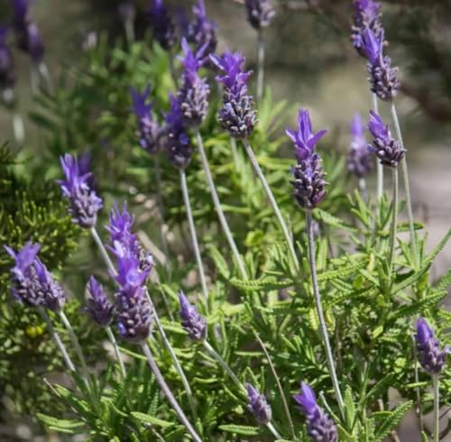 Aceite Esencial de Lavanda Francesa Orgánico 5 mL miniatura 2