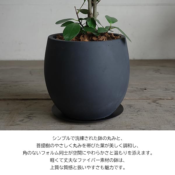 Amazon｜菩提樹 ボダイジュ 大判菩提樹 ファイバー鉢植え ブラック