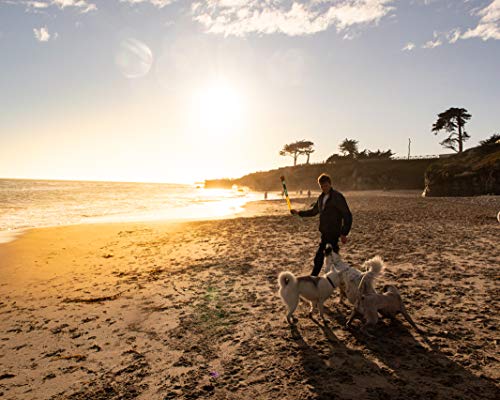 Foxtail Fetch Ball For Dogs - Easy To Throw Dog Fetch Toy By Cassidy Labs #TOP3