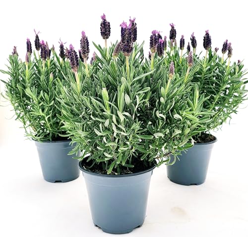 POWERS TO FLOWERS - LAVANDA STOECHAS 3 PIANTE, vaso 14cm DIAMETRO, piante vere