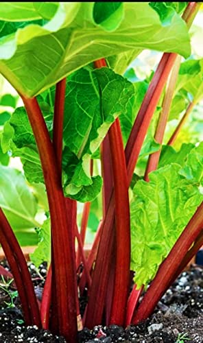 Germiniden 200 Pcs Seeds Rhubarb Crown Ready to Plant - Perennial