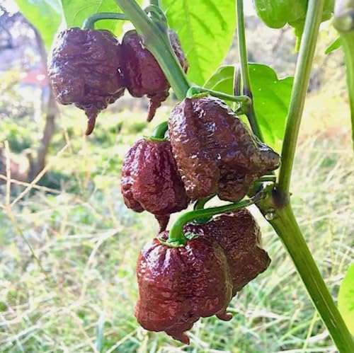 100PCS Chocolate Carolina Reaper Chili Pepper Seed Hot Pepper Seed Heirloom