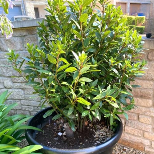 Bay Laurel Tree Live Sweet Bay Leaf Tree 8-10 Tall Laurus Nobilis Culinary and Ornamental Herb Plant