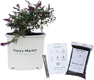 Summer Sips Butterfly Bush - 3 Gallon - Includes Planting Kit