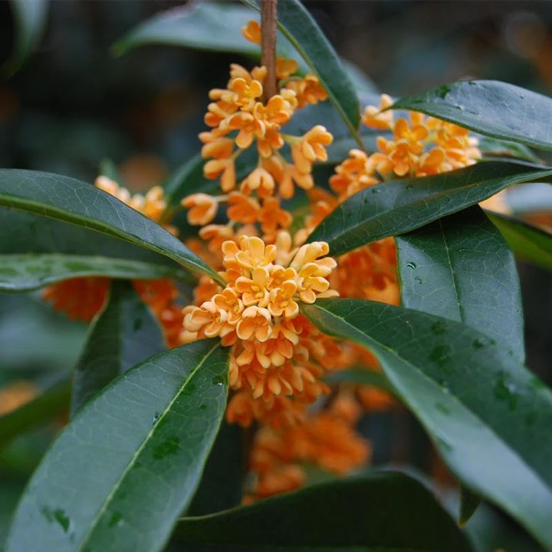 Osmanthus fragrans (Sweet Olive) Shrub Seeds, Highly Fragrant Creamy White or Yellow Color Tubular...