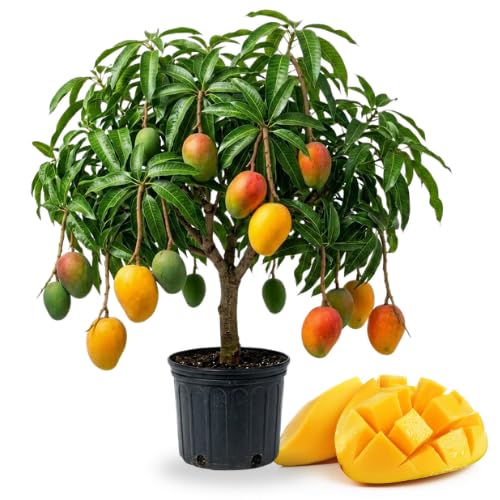No CA Grafted Mango Tree Live Plant 2 Years Old Ready to Bear Fruit 2-3 Ft Mango Plant for Spring Planting (Ice Cream)
