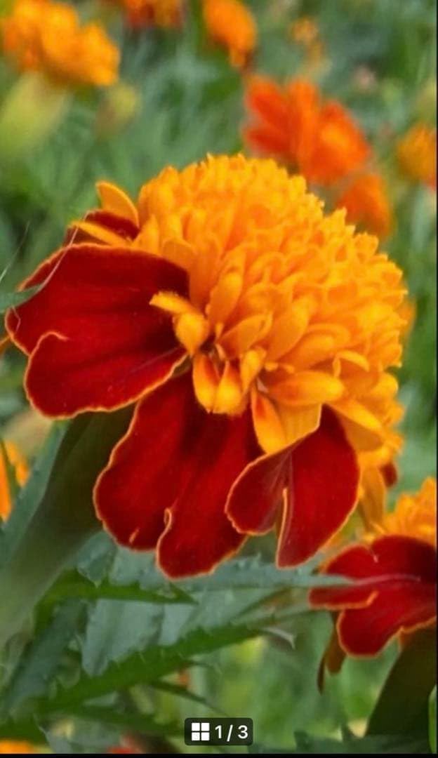 マリーゴールドソランの種 1,000粒