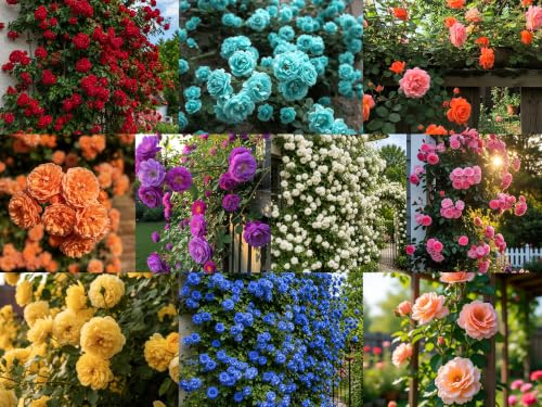 Image of Climbing Rose Flower Seeds,75 Seeds Pack, Year-Round Blooms (10 MIX)
