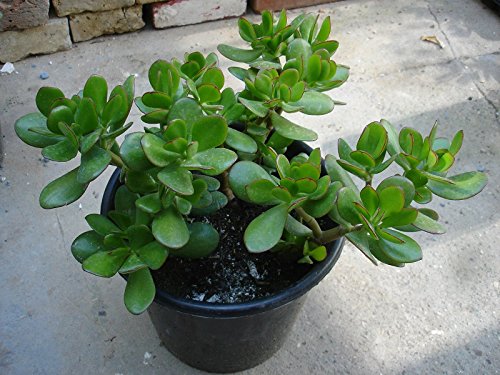 Árbol de jade (crassula ovata convoluta) - 1 planta Cover