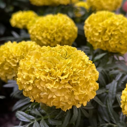 semi di tagetes perenni - calendula, rampicanti resistenti, biologici di tagetes calendula biologici, balcone aiuola, 400pcs