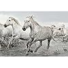 Grupo Erik GPE5238 poster, paardwit, 91 x 61,5 x 0,1 cm