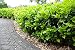 10st. Kirschlorbeer Novita 60-100cm im Topf XXL immergrün Prunus laurocerasus Lorbeer Gartenhecke Sichtschutz Kirschlorbeerpflanze Heckenpflanzen