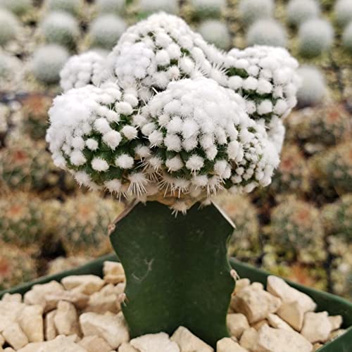 Planet Desert Mammillaria Gracilis Cv. Oruga Grafted Cacti Cactus Succulent Real Live Plant #TOP3