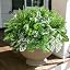 Green20pcs