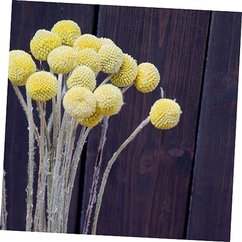 20 piezas flores secas decorativas Craspedia miniatura 5