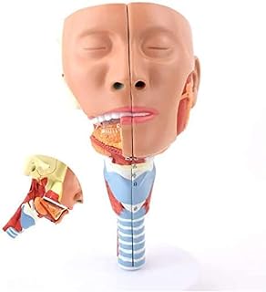 Study Model Human Anatomy Science Models Nasopharyngeal Pharyngeal Muscle Anatomical Model for Medical Educational Train