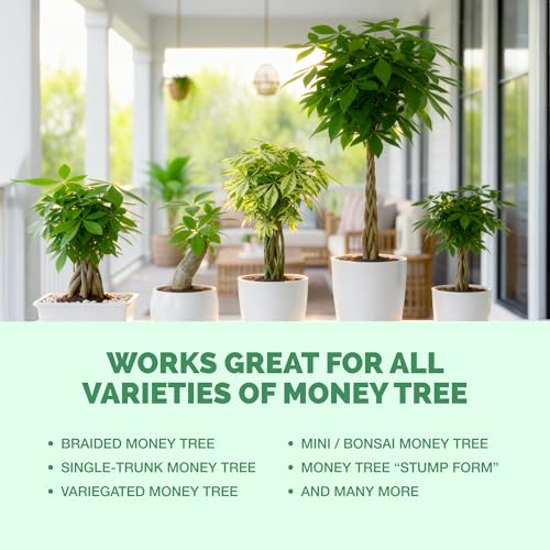 Money Tree Fertilizer fertilizante líquido 8 oz miniatura 6