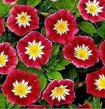 Morning Glory Seeds Ensign Red Heirloom Flower Climbing Vine 25 Seeds