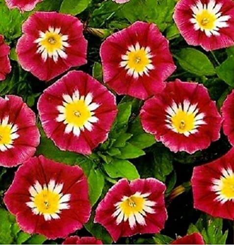 Morning Glory Seeds Ensign Red Heirloom Flower Climbing Vine 25 Seeds #TOP12
