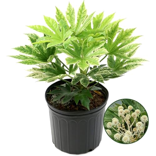 Spider Web Fatsia Plant - Potted Houseplant with White Blooms