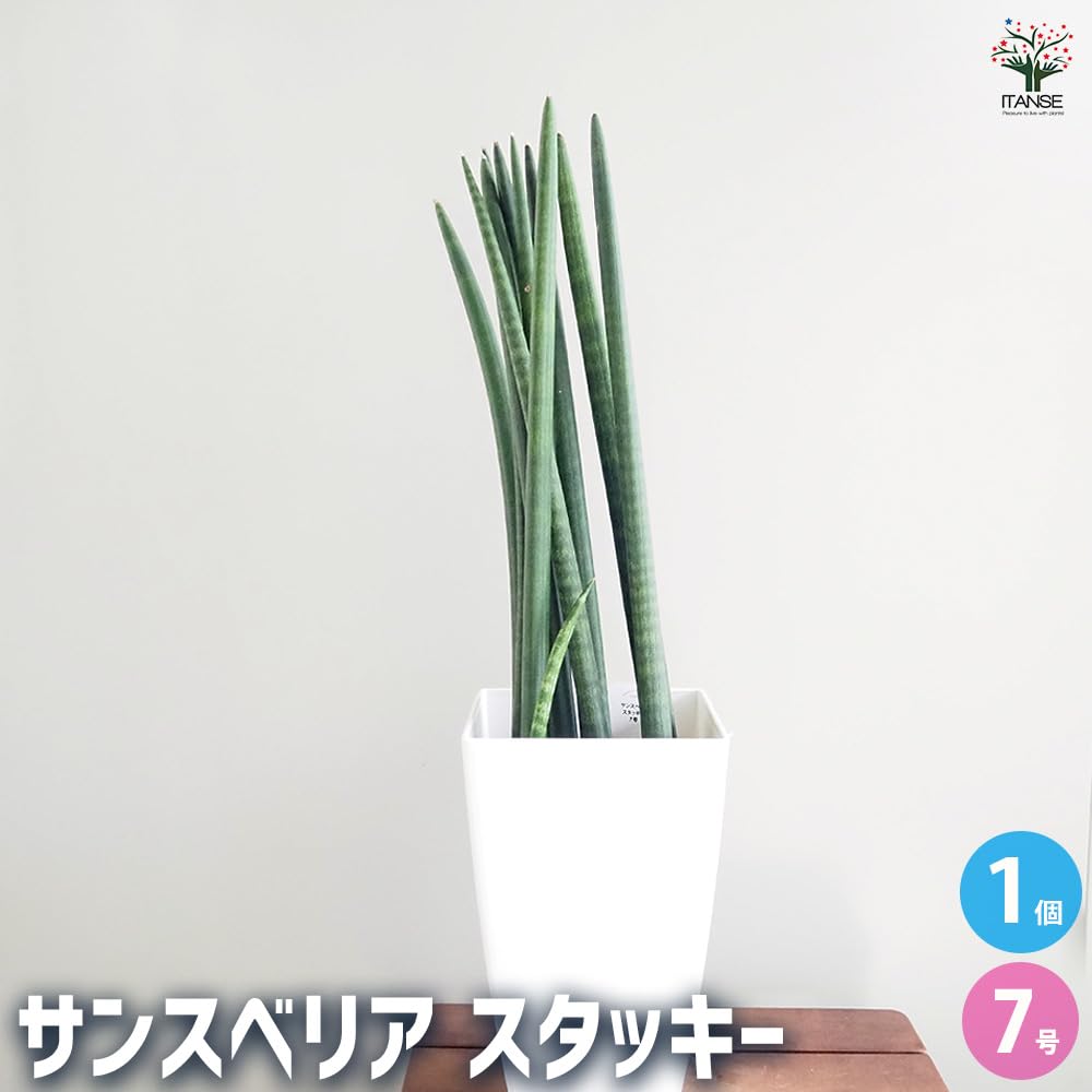 Amazon｜ITANSE サンスベリア スタッキー 7号 1個売り【品種で