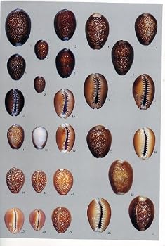 Hardcover A Guide to Worldwide Cowries Book