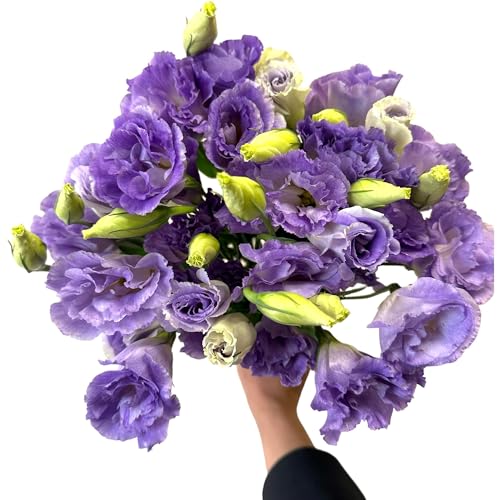 Next day delivery 10 Stems Lisianthus Grade Smoked Purple Platycodon Fresh Cut Flowers Bouquet Birthdays Friendship and Love