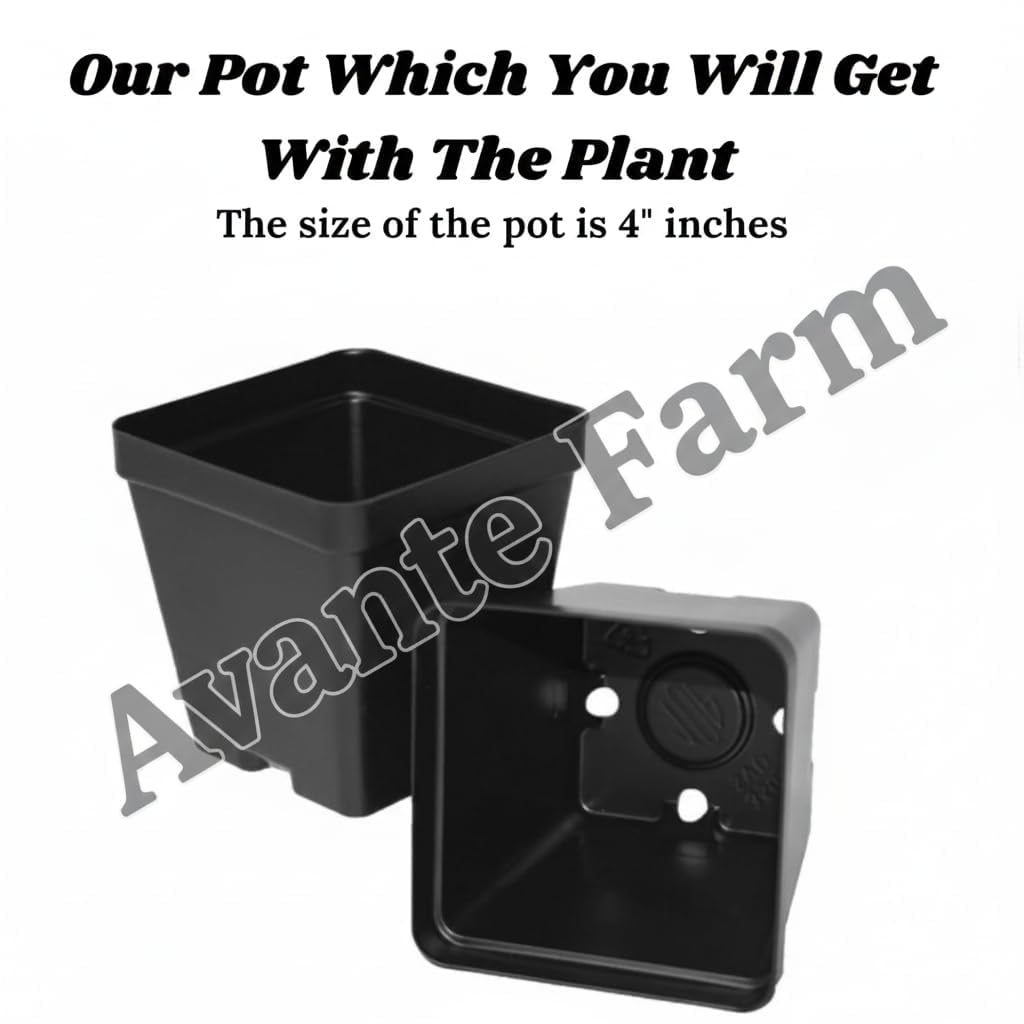 Moringa Plant - Fast Growing Medicinal Herb -4 Moringa Plant - Fast Growing Medicinal Herb -4