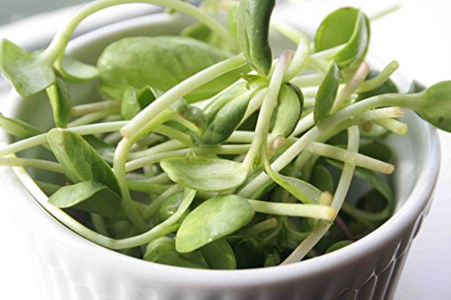 Certified Non-GMO Sunflower Seeds For Sprouting Sprouts Microgreens (4oz)