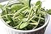 Certified Non-GMO Sunflower Seeds For Sprouting Sprouts Microgreens (4oz)