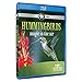 Nature: Hummingbirds [Blu-ray]