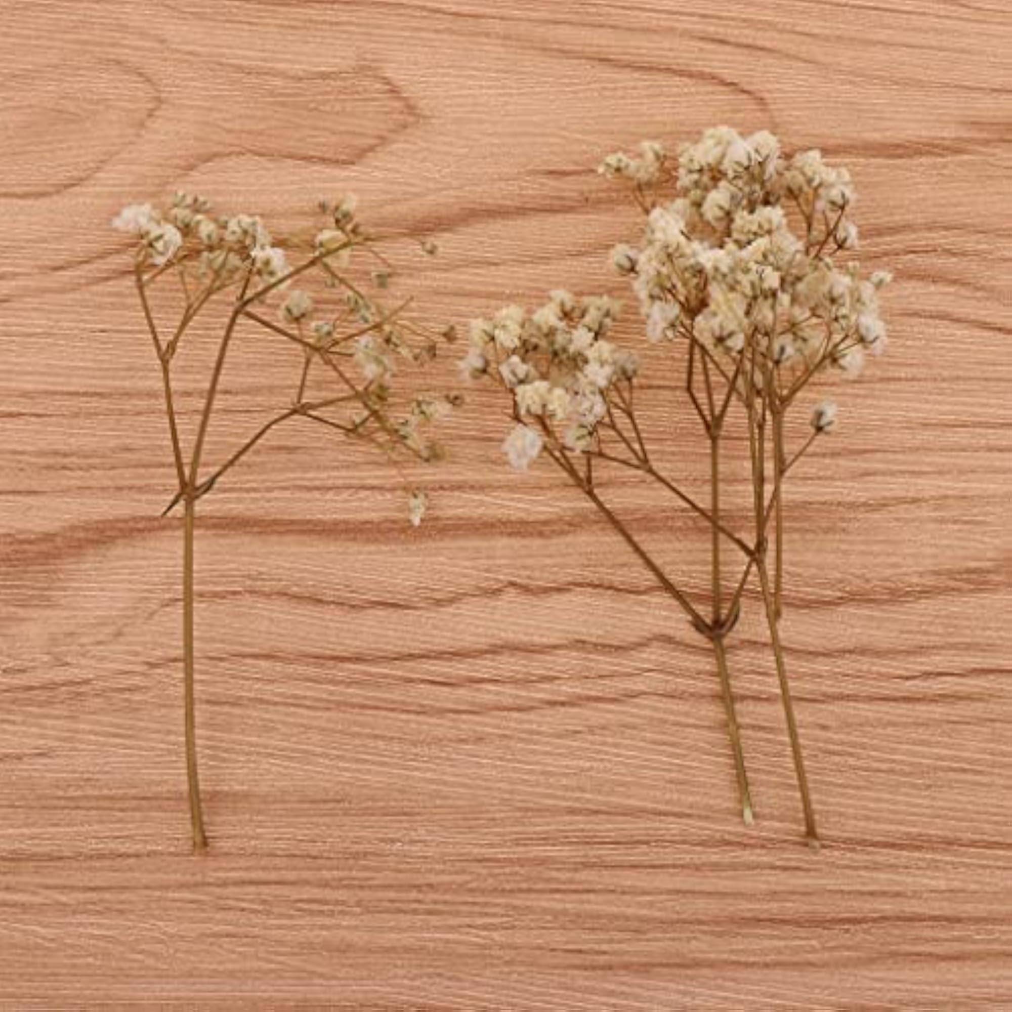 Pressed Leaves Natural Dried Flowers for Scrapbooking