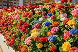 Mixrug Mix Geranium Seeds for Planting, 49pcs Rare...