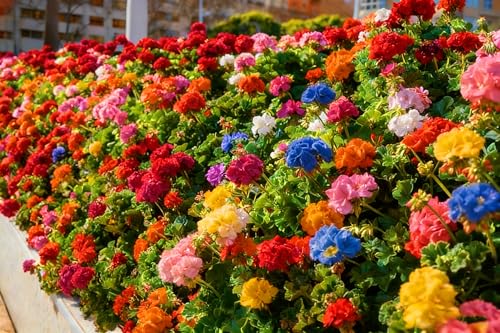 Mixrug Mix Geranium Seeds for Planting 49pcs Rare Perennial Butterfly Geranium Flower Seeds Plants Non-GMO Heirloom Rare Beauty Blooms Flowers Plants for Home Garden Outdoors Indoors
