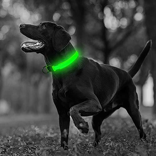 USB Rechargeable LED Dog Collar - Illumifun Glowing Pet Safety Collar