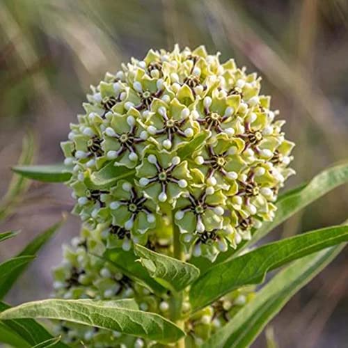 Flower Seeds For Planting Asclepias Asperula Seeds 10 Pcs Non-Gmo Heirloom Green-Flowered Milkweed, Spider Antelope Horns Seeds Home Garden Seed Easy To Grow #TOP1