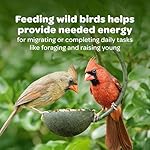 Kaytee Wild Bird Nut & Fruit Seed Treat Bell - Image 5