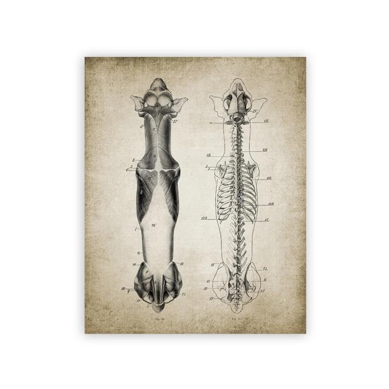 Affiche d'anatomie de chien vintage en toile 50x70cm sans cadre pour cabinet