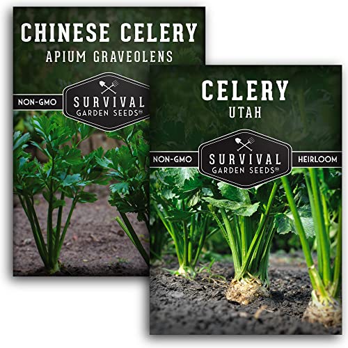 Celery Seed Collection For Planting - 2 Packet With Instructions To Plant And Grow Green Utah & Chinese Celery Varieties In Your Home Vegetable Garden - Non-Gmo Heirloom- Survival Garden Seeds #TOP12