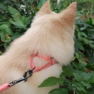 Nylon Adjustable Martingale Dog Collars,Comfort and Silky Training Dog Collar with Heavy Duty Metal Hardware for Active Dogs. (Living Coral, Small) Nylon Adjustable Martingale Dog Collars,Comfort and Silky Training Dog Collar with Heavy Duty Metal Hardware for Active Dogs. (Living Coral, Small)