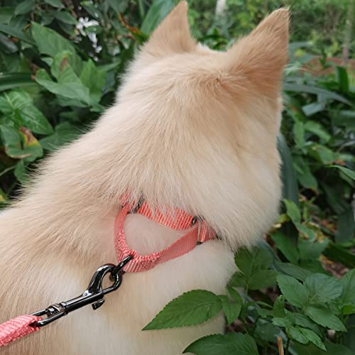Nylon Adjustable Martingale Dog Collars,Comfort and Silky Training Dog Collar with Heavy Duty Metal Hardware for Active Dogs. (Living Coral, Small) Nylon Adjustable Martingale Dog Collars,Comfort and Silky Training Dog Collar with Heavy Duty Metal Hardware for Active Dogs. (Living Coral, Small)