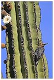Opere d'arte Italia Gila Picchio su Cardone cactus, El Vizcaino Riserva della Biosfera, Messico-Carta Art-42"x62"