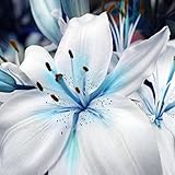 1 Bag Blue Heart Lily Plant Seeds, Refreshing,Fragrance Plant Lily Flower Seeds for Home Garden Potted Bonsai DIY Planting