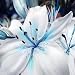 1 Bag Blue Heart Lily Plant Seeds, Refreshing,Fragrance Plant Lily Flower Seeds for Home Garden Potted Bonsai DIY Planting