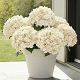 UV Resistant Hydrangeas 6 Bundles with 30 Heads Artificial Faux Silk Flowers for Garden Porch Yard Window Box Wedding Decoration Bush for Outdoor Front Door Garden Decor Potted Topiary(Beige)