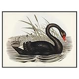 Black Swan Print, Antique Bird Painting, Vintage Drawing Poster Wall Art Decor, animal prints art, antique print | C586 8.5x11